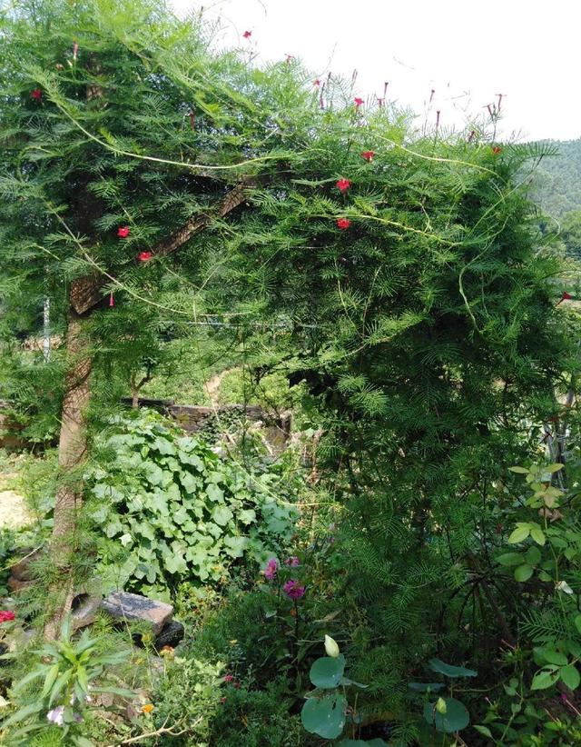 救命！入侵植物爬进院子，三年都杀不完