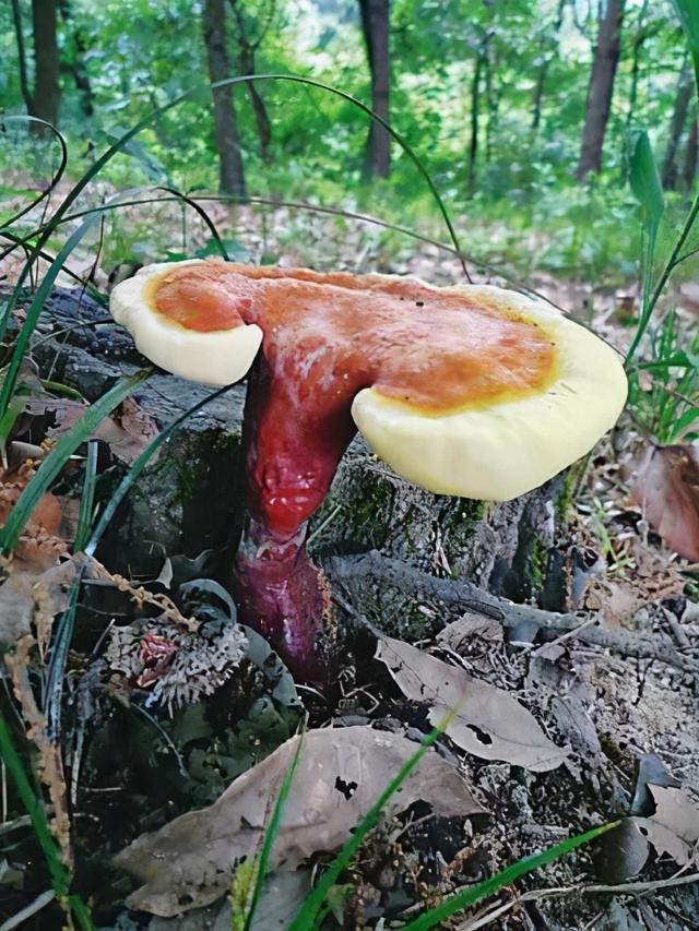 江南十八道汤品