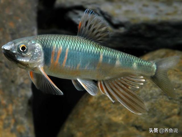 动物科普文:鱼类的鱼鳍形状各不相同,是由于它们的习性不同所致