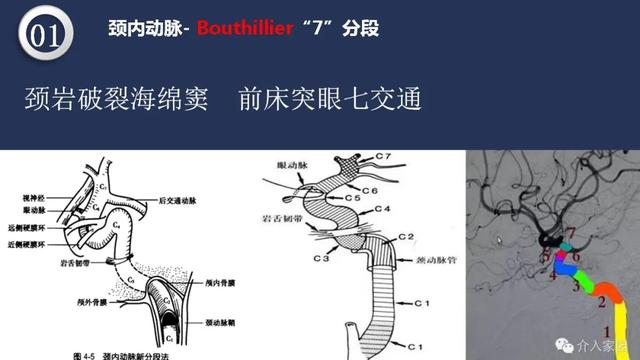 头颈动脉系统相关解剖