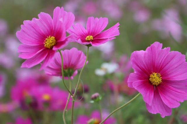 格桑花，美好时光，幸福花