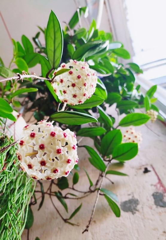 北阳台能养哪些开花植物？这几种盆栽花很耐阴，光照不多也会开花