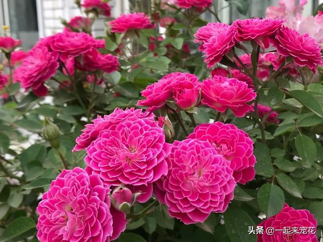 此款盆栽微月，开花似牡丹，四季有花赏，适合阳台党