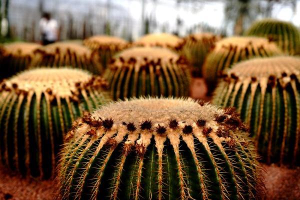 植物|上海：多肉植物的韵律之美
