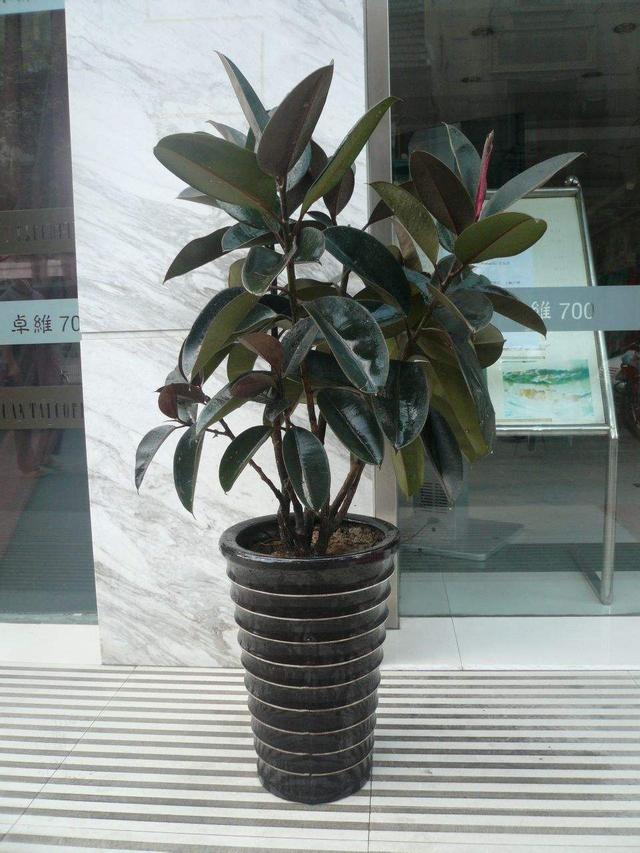橡皮树叶子总变黄不够亮，不担心，学会3个方法后叶子返青快