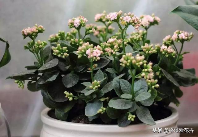 长寿花枝条|花败后的长寿花怎么养？想要“开花不断”，这些处理细节都不能少