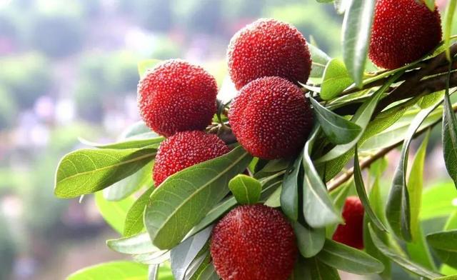 草莓|水果还可以这样洗？吃起来安心多了