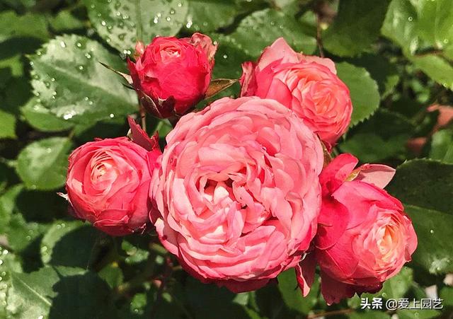 花开成串的小包子月季，首选浪漫三宝和她们的姐妹