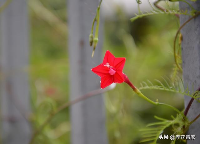 这5种爬藤花，养一盆，爬满阳台！近在咫尺的田园