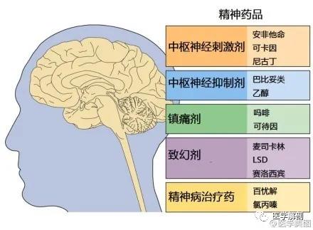 WoW，最全神经系统解剖图来了