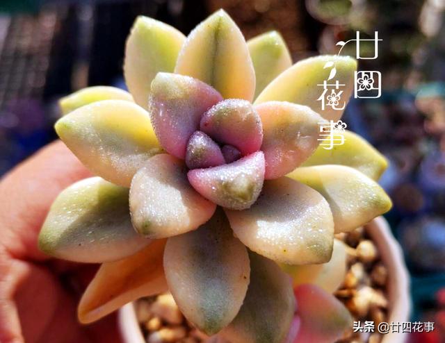 入冬养多肉，切记“1看、1多、1少”，美艳多汁，胖成肉球