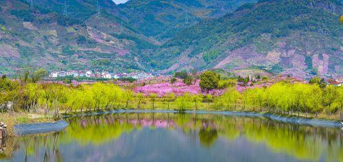 旅行柚子君:金华源东举办“云”上桃花节