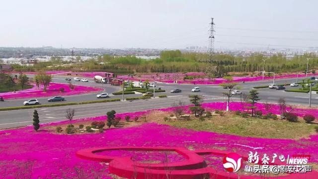 趣旅游@芝樱花海，为新泰“织”起“彩色地毯”！