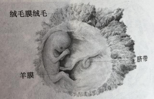 超级宝妈|你知道胎儿发育的过程吗？看完心里暖暖的