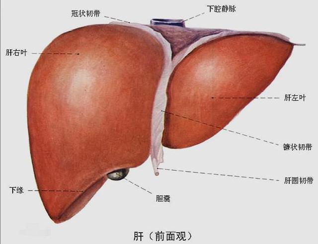 聚焦.宽仁前沿｜第11期，神奇手术：胚胎时期的残留组织，医生妙用成功救治病人