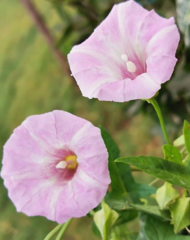 秋冬季节也有花赏，只要留心，也能欣赏到美丽花朵