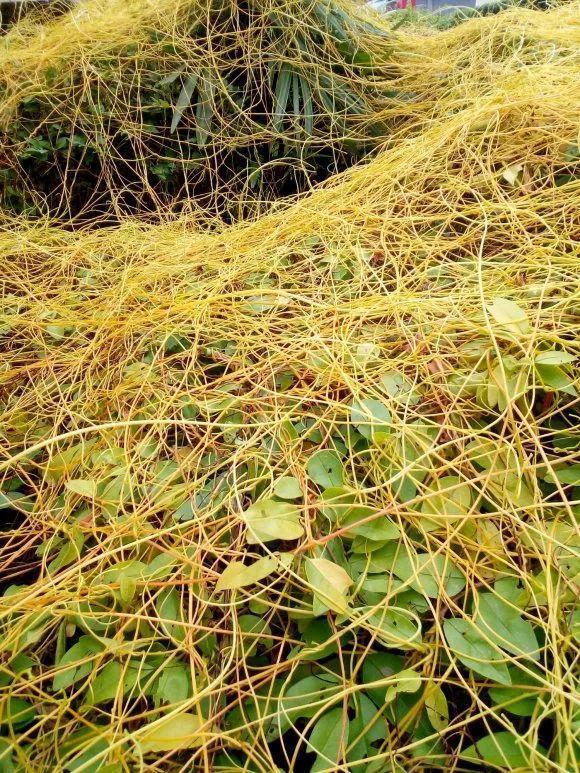 救命！入侵植物爬进院子，三年都杀不完