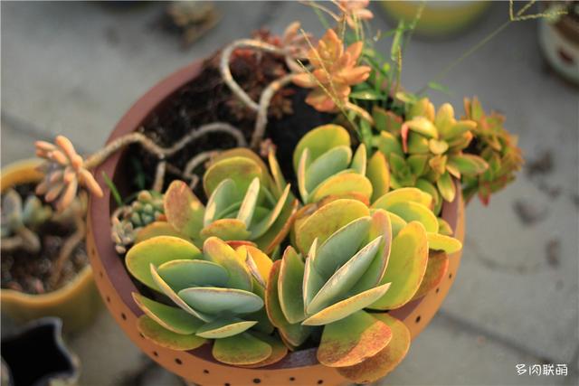 唐印，从绿得像菜，到红得真萌