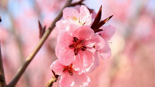 养育桃花时需要注意这几点，在家也能赏桃花，花团锦簇，美不胜收