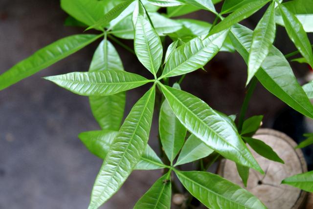 只要花卉黄叶就用硫酸亚铁？错！黄叶也分情况，合理使用才行