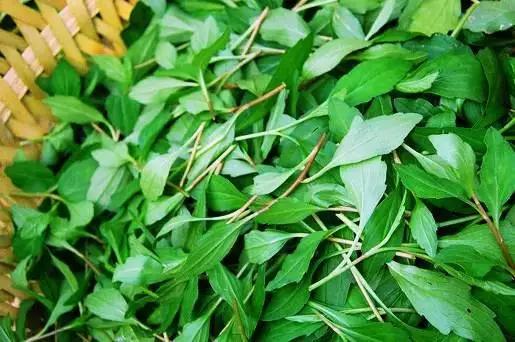 春天|冬末春初百病起，想要疾病不粘身？趁早吃点“苦”，