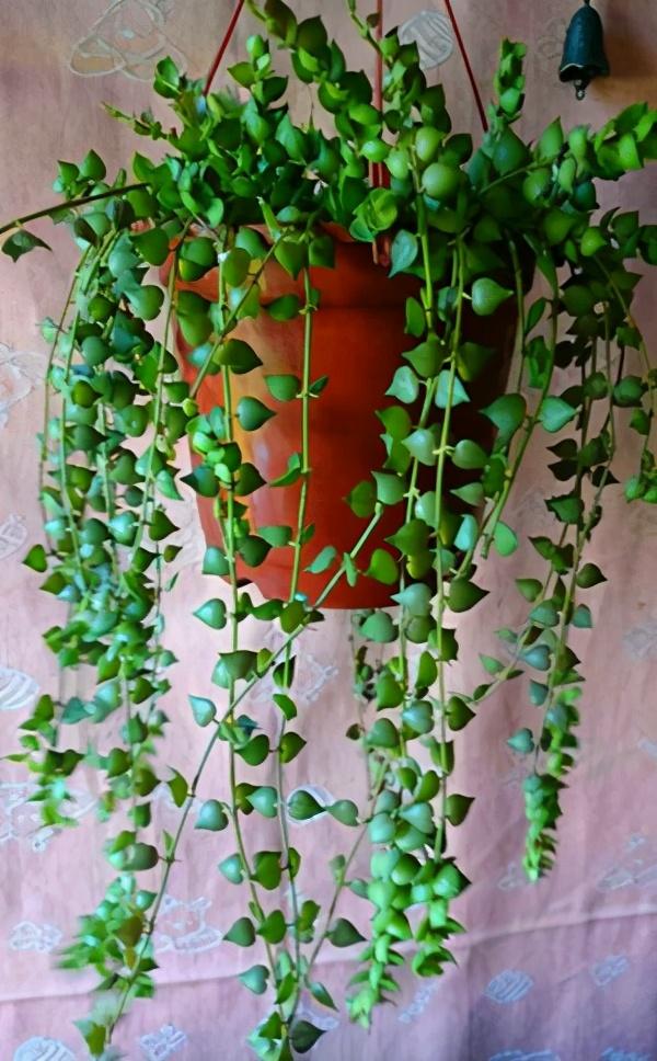 封闭阳台不能养花？才不是呢！选这几种，打造自己的小花园