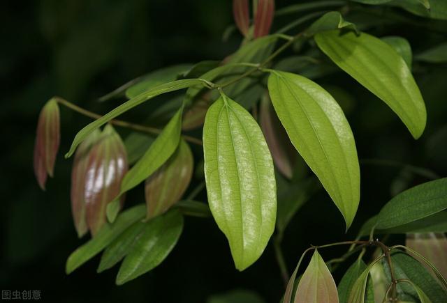 家有老人，5花相伴，远离权财，平平淡淡才是真