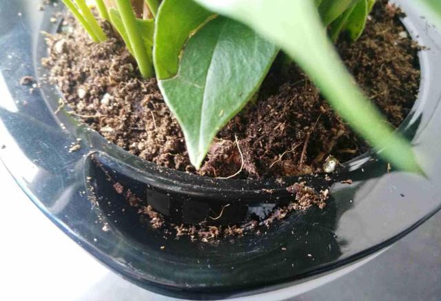 根系|花卉上盆后，什么时候浇定根水？怎样浇？