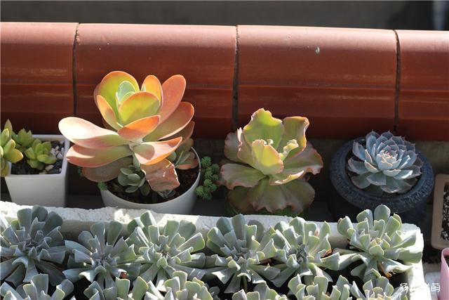 唐印，从绿得像菜，到红得真萌