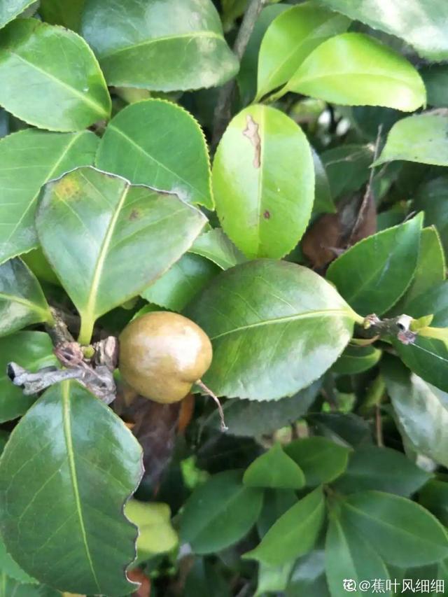 牵牛花开完别急着剪，留下黑豆子，撒土里冒了100盆