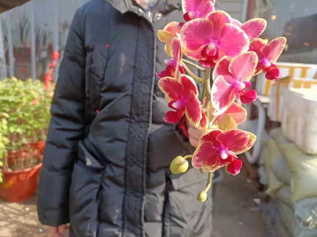 新春花市什么最香，哪种年宵花最受宠，小时新闻带你逛