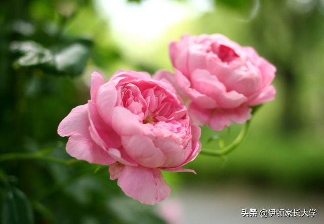 「你的育儿经」明天谷雨，这个节气很多人不了解，可以这样讲给孩子听！