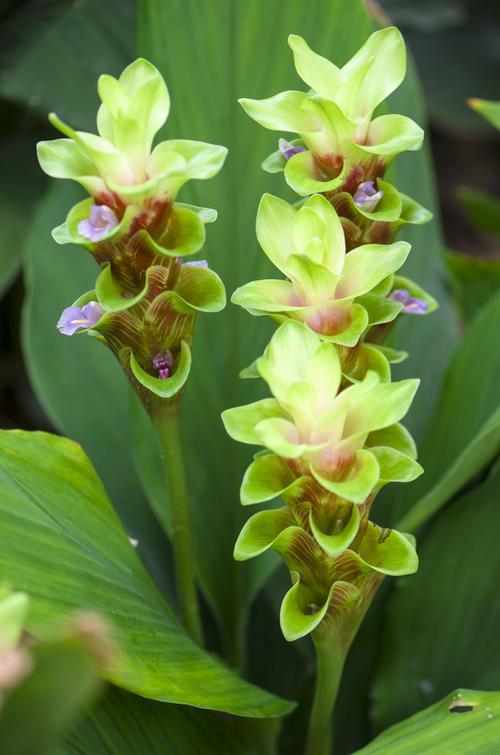 就是一块“姜”，生根发芽却开出了花，太像“荷花”了