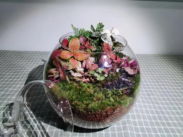 路边野草，种盆里变成值钱盆景，超好养还好看