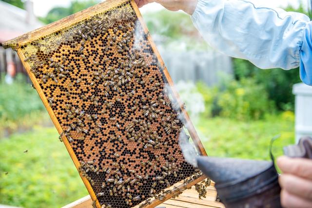 蜜蜂疾病智能诊断升级，数据分析能够降低养蜂多少门槛？