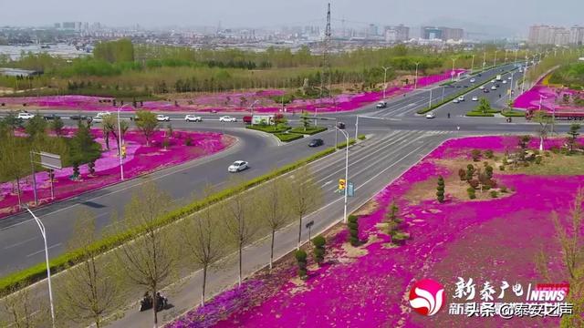 趣旅游@芝樱花海，为新泰“织”起“彩色地毯”！