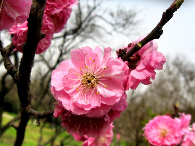 #约吗旅行#南京赏花图鉴：没去赏花的春天是不完整的！