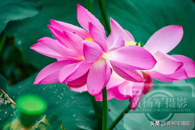饮了晚风■荷花盛开的夏天,绿叶中娇美的花朵很漂亮