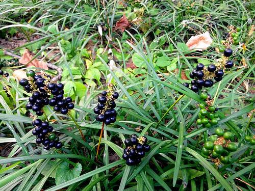 神农本草图经 | 柏实 菌桂 牡桂 天门冬 麦门冬