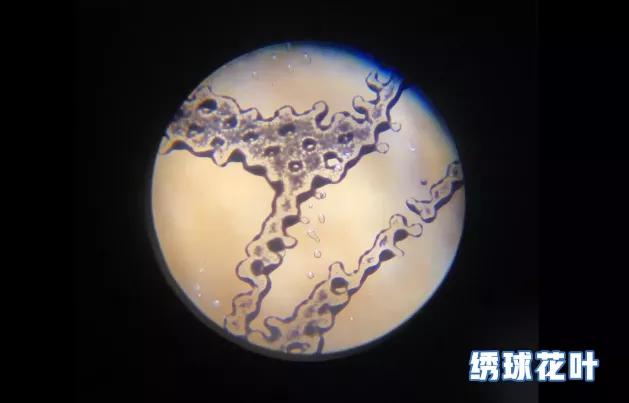 你的育儿经|2020最带感“玩具”!一键旋转120倍变焦,网友:媲美徕卡