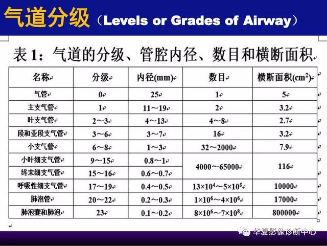 肺间质性疾病的解剖、病理、影像分析