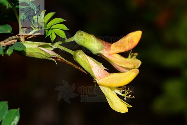 阳雀花，见过吗？花治肾虚耳鸣，头晕眼花；根治风湿性关节炎