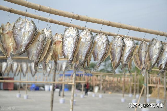 农村老家腌鱼，用盐是关键，掌握五点，腊鱼咸香紧实，久放不坏