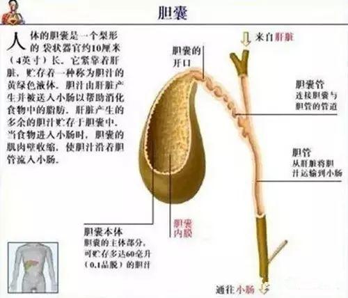 治胆结石没做好这些功课，可能要后悔一辈子