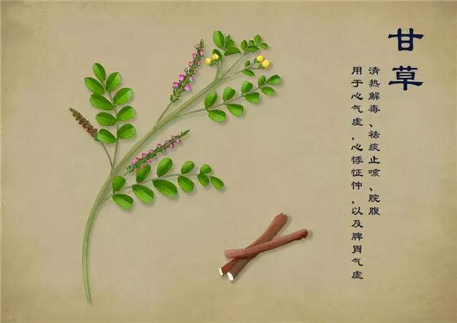 舌尖上的中药 | 它是调和诸药之王，能解百毒、祛痰止咳