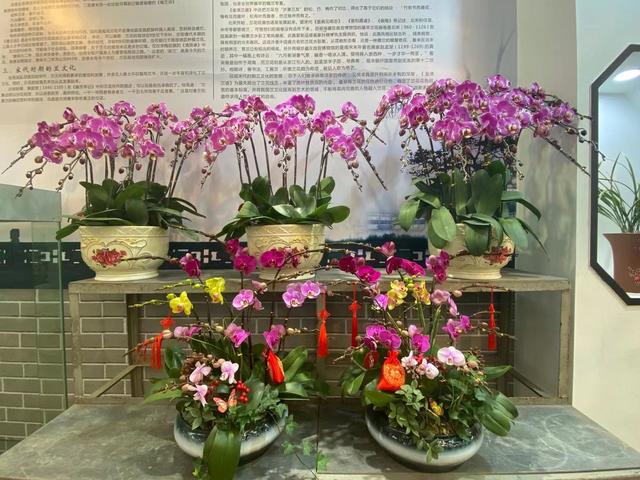 节前广州花卉行情如何？年桔蝴蝶兰“愁”，鲜