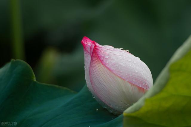 芳华流年，浮生如梦，谁倾一生安暖，抚我半世沧桑