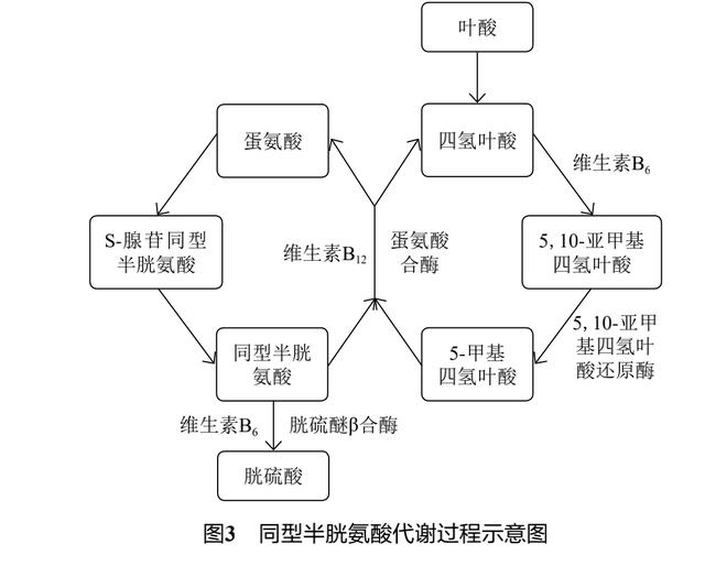 血同型半胱氨酸升高，增加心脑血管风险，如何有效降低？本文汇总