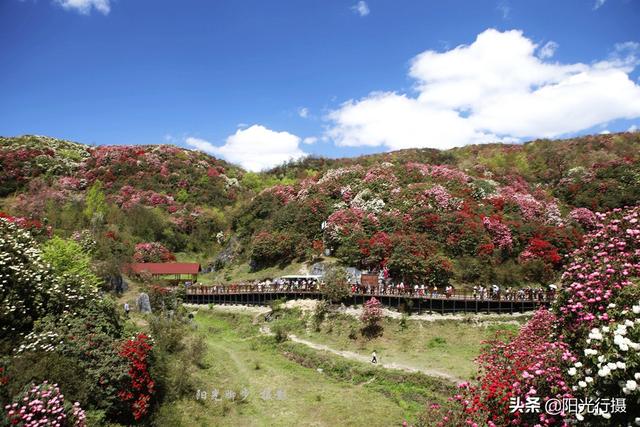 [旅行百事通]中国最大最美的高山杜鹃，没有之一（原创）@头条摄影