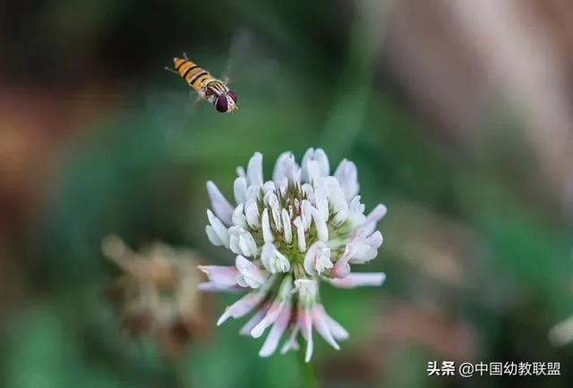 你好优秀|面对二孩“争宠”，父母眼中的公平却是伤害大宝的利器